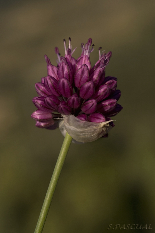 Allium.