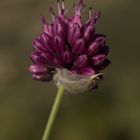 Allium.