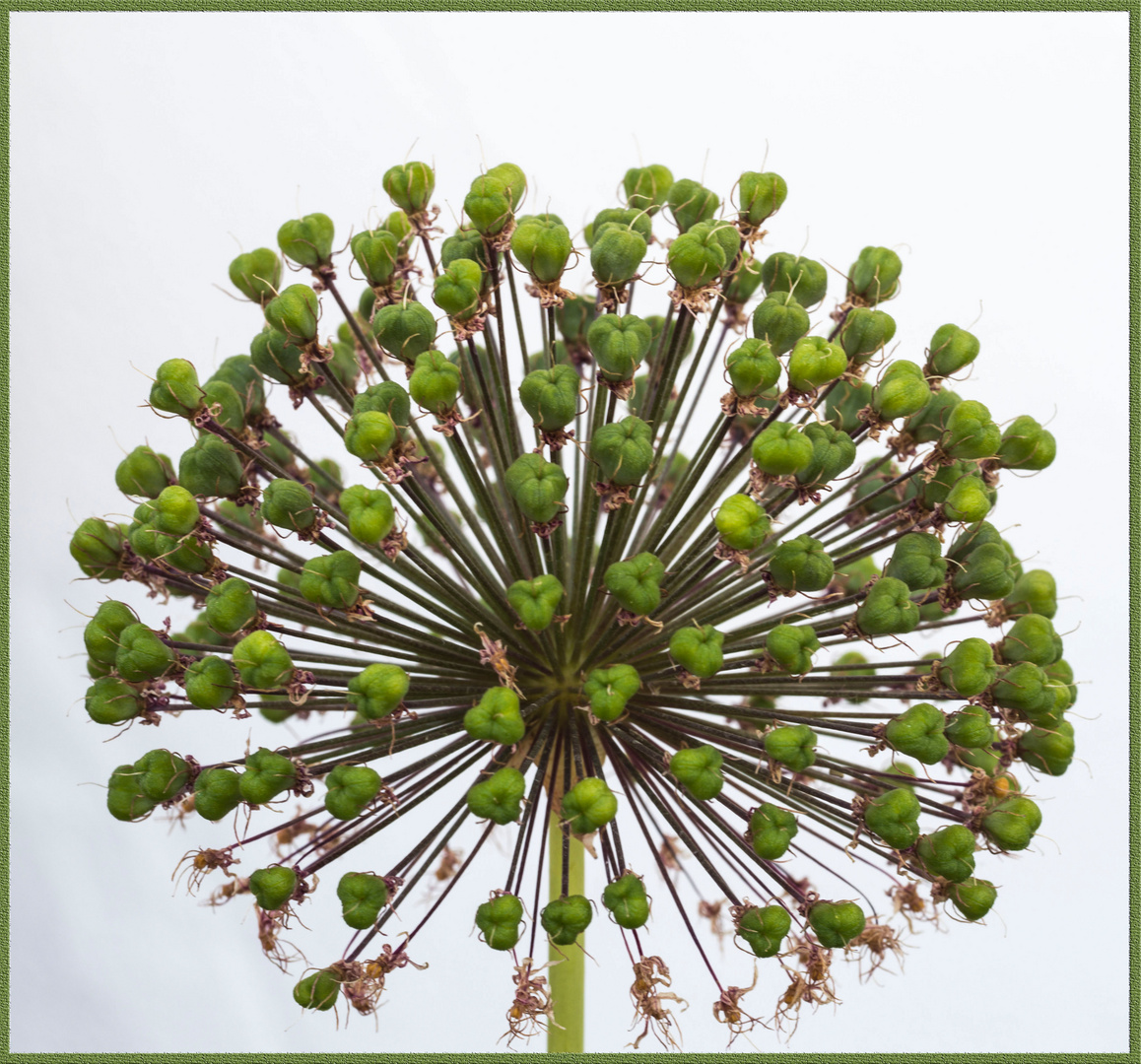 Allium