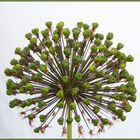 Allium