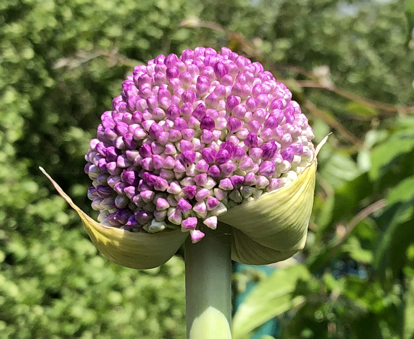 Allium