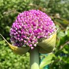 Allium