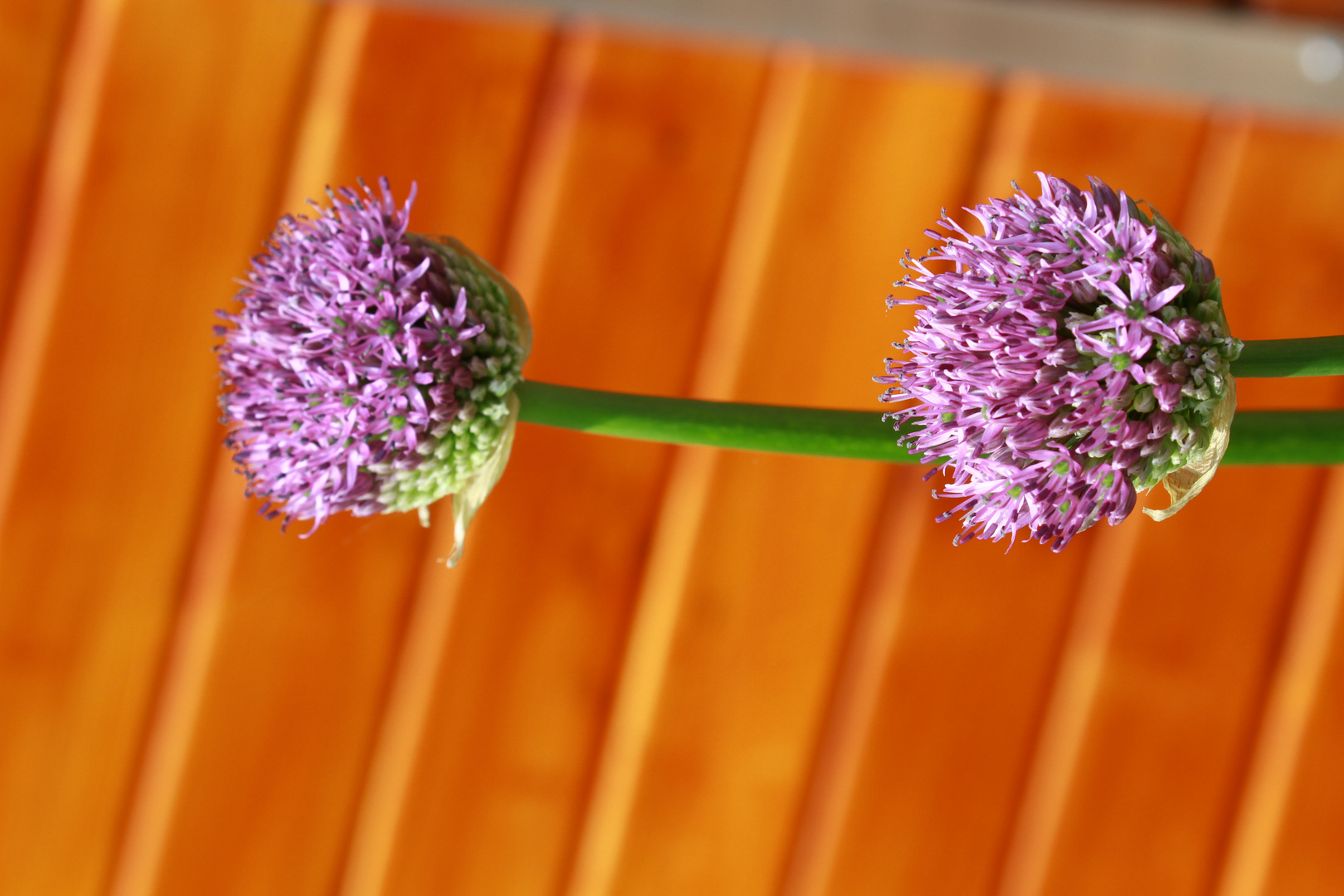 Allium