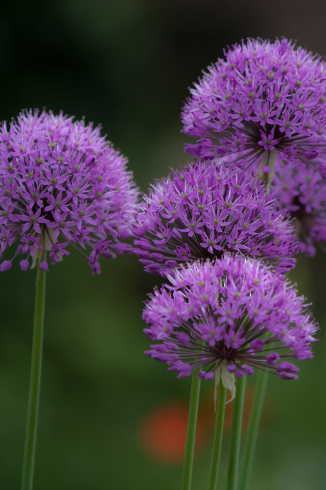 Allium