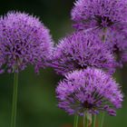 Allium