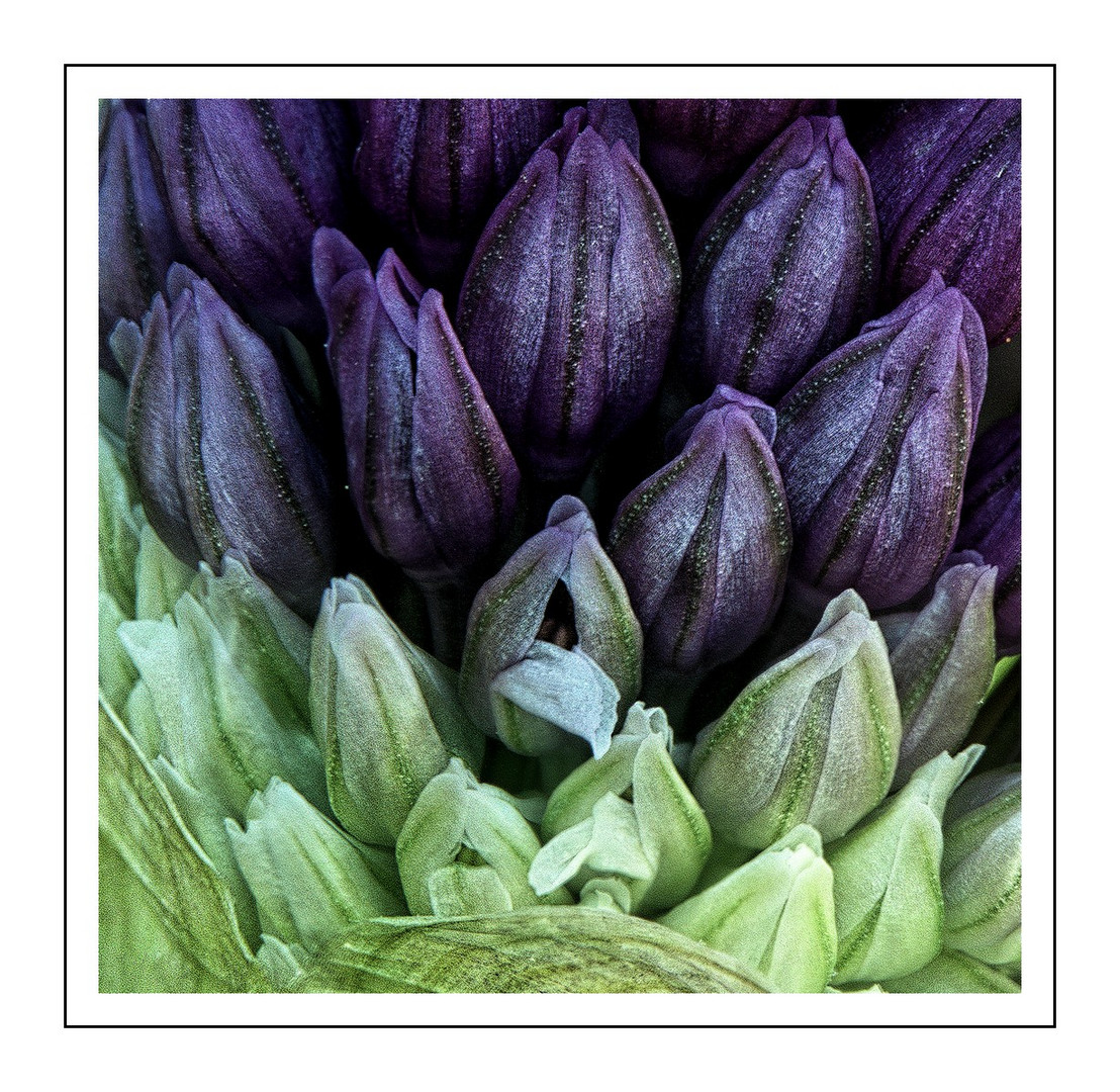 Allium