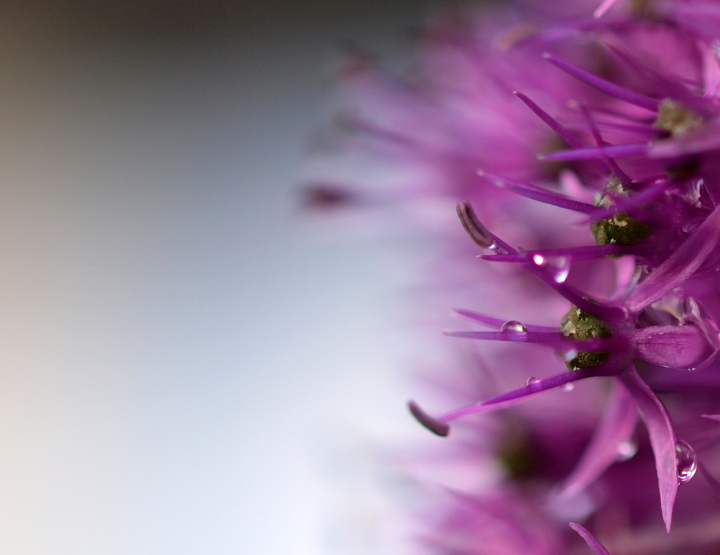 Allium