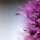 Allium