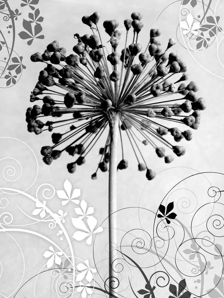 Allium en décomposition