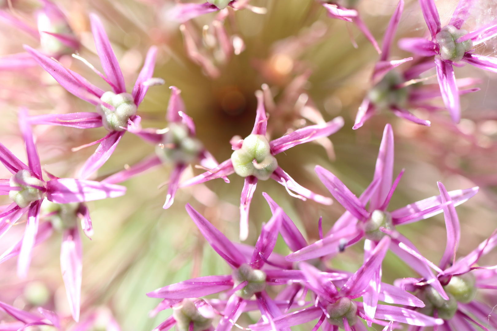 Allium en detail