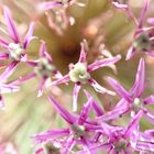 Allium en detail