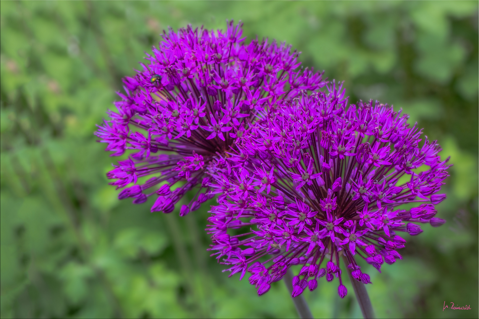 Allium erblüht