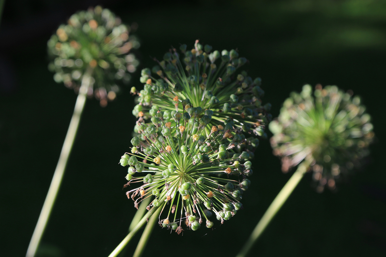 allium - explosion