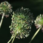 allium - explosion