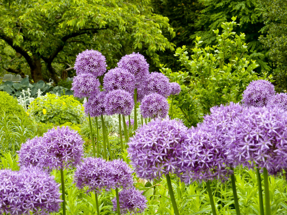 Allium