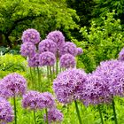 Allium