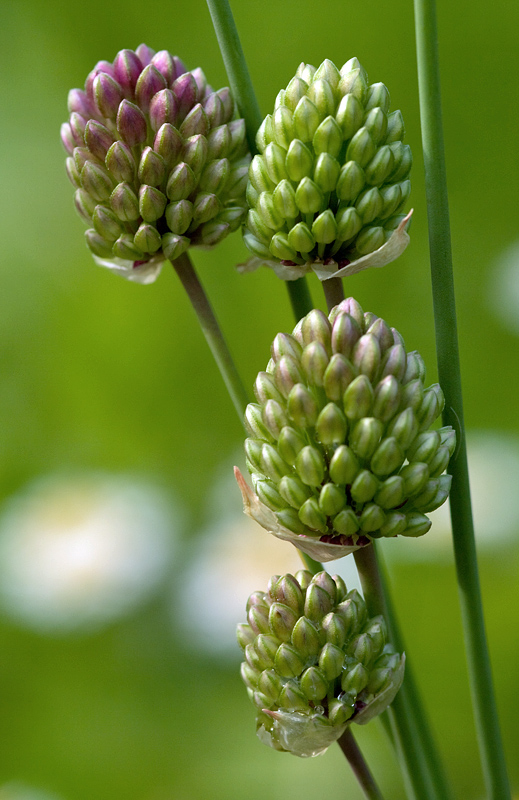 Allium