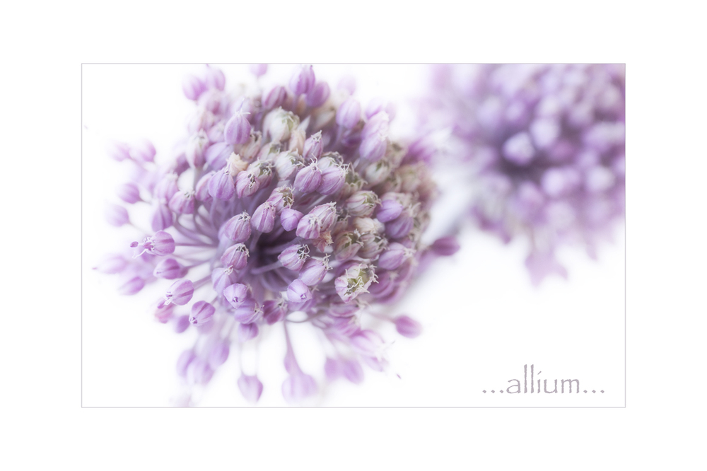 ...allium...