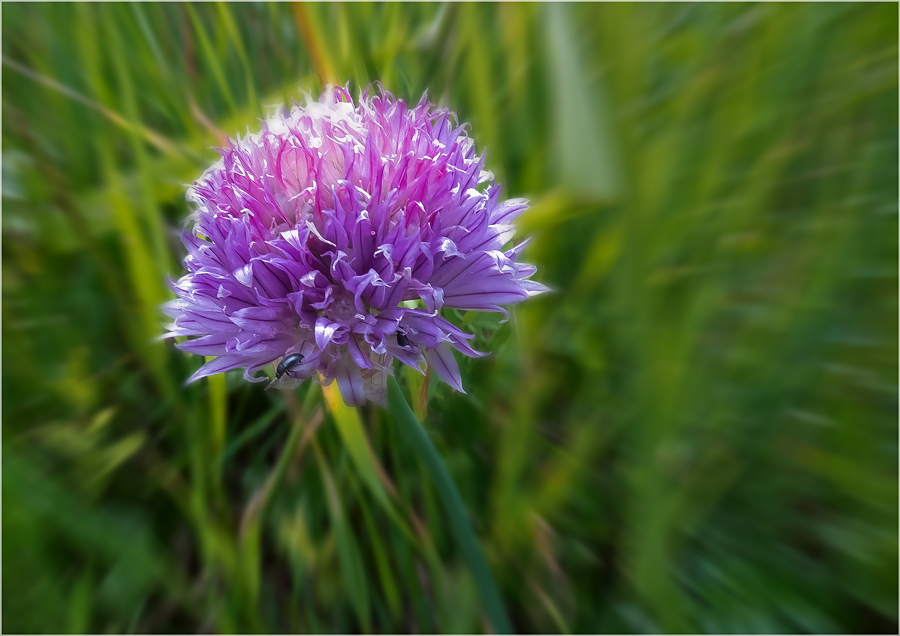 Allium