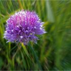 Allium