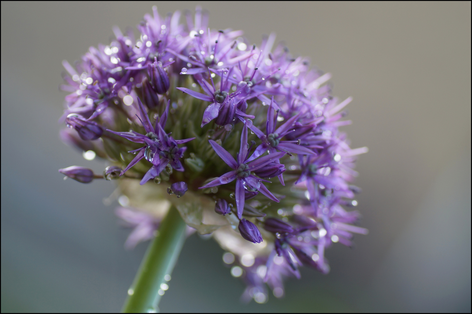 Allium