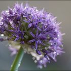 Allium