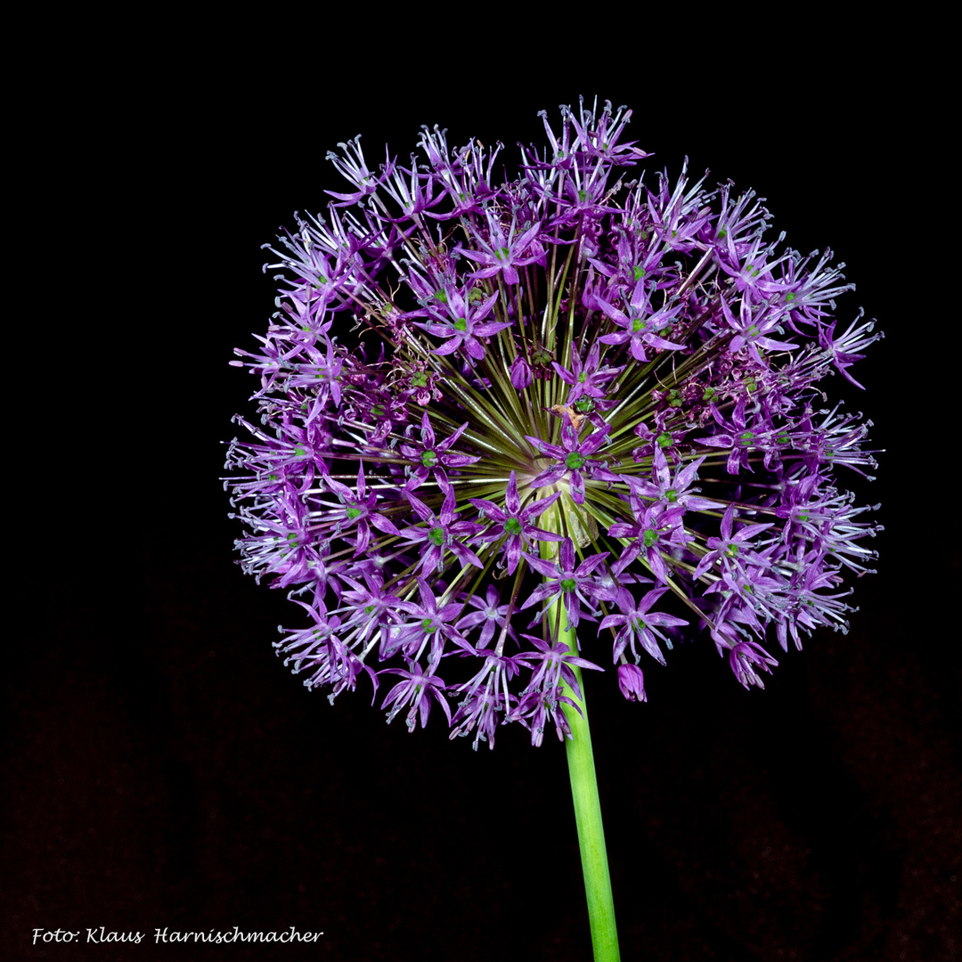 Allium-Feuerwerk 