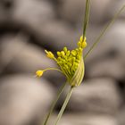 Allium Flavum