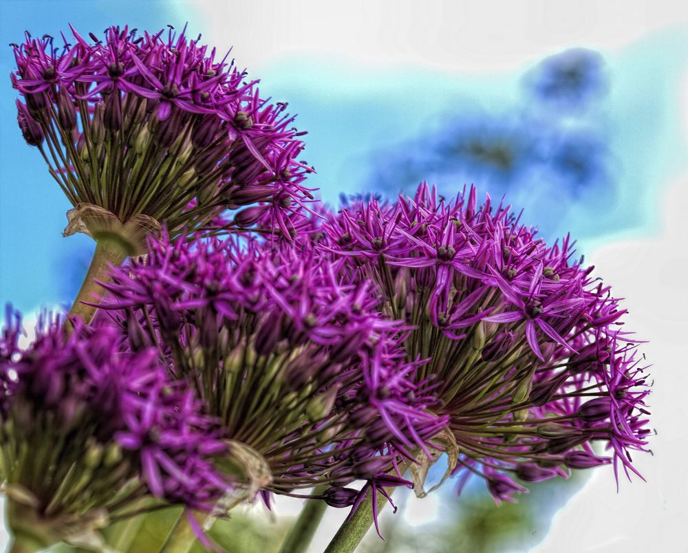 Allium Flower - Lila Zierlauch .....