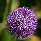 Allium - Giant Ornamental Onion