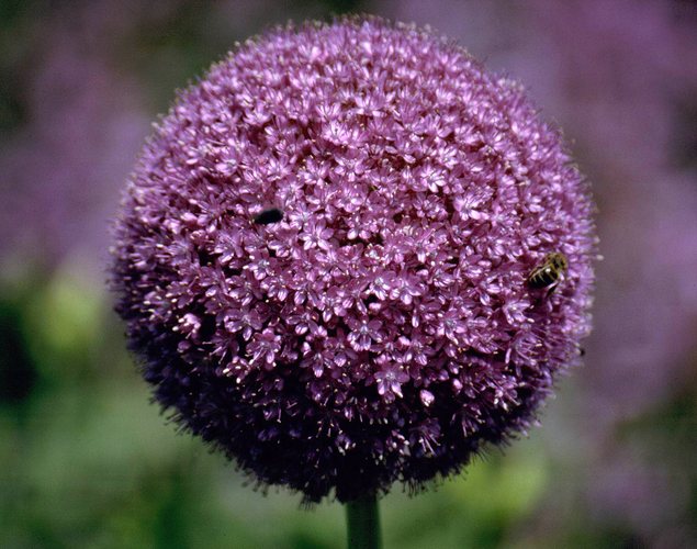 Allium giganteum