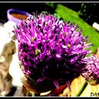 Allium giganteum