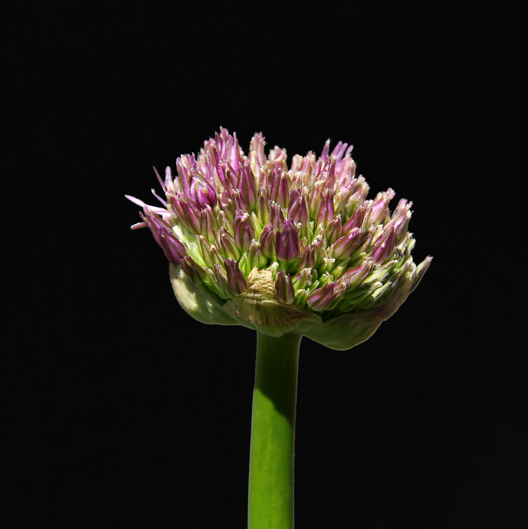 Allium giganteum