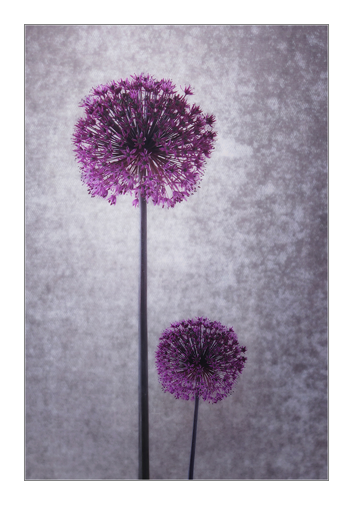 Allium Giganteum