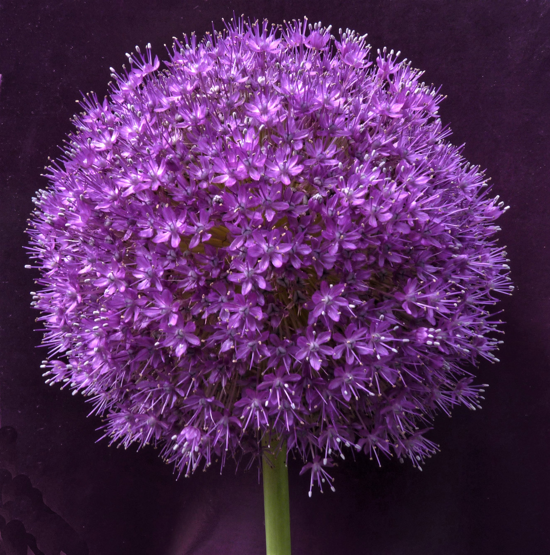  Allium "giganteum"