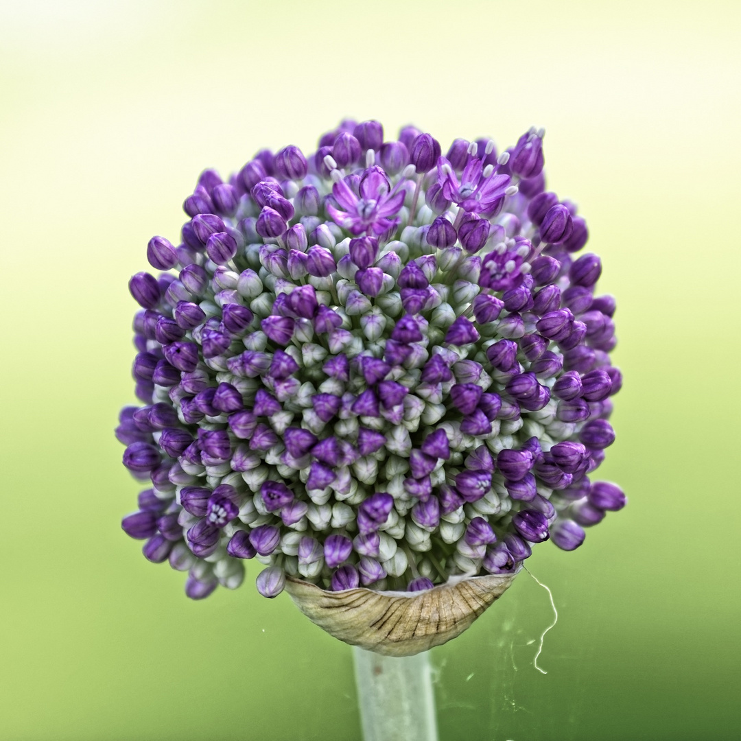 Allium Giganteum