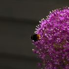 Allium giganteum...