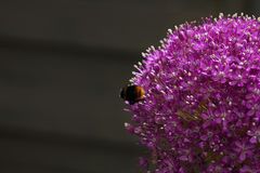 Allium giganteum...