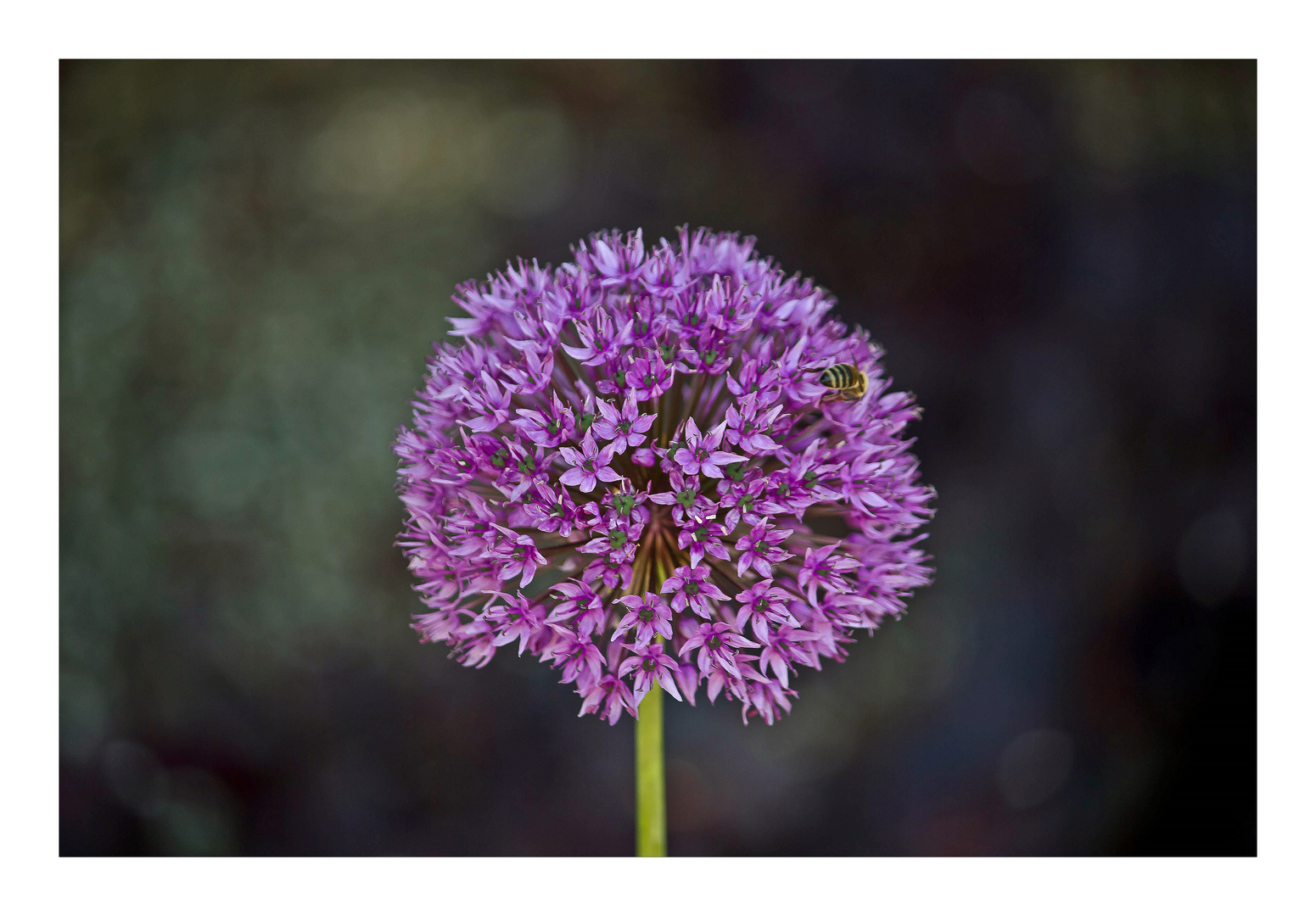 Allium giganteum