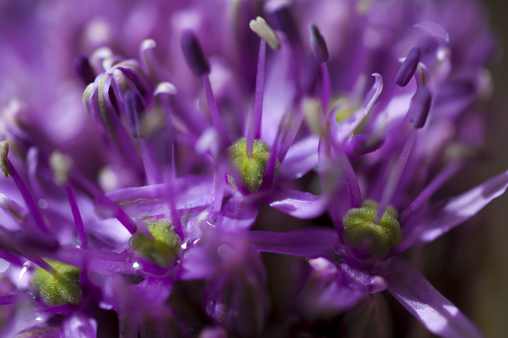 Allium giganteum