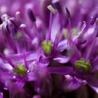 Allium giganteum