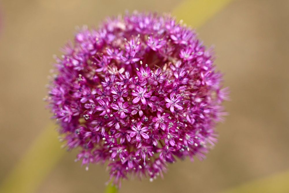 Allium giganteum