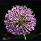 Allium Giganteum