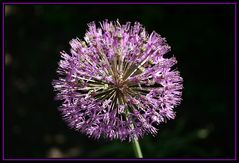 Allium Giganteum