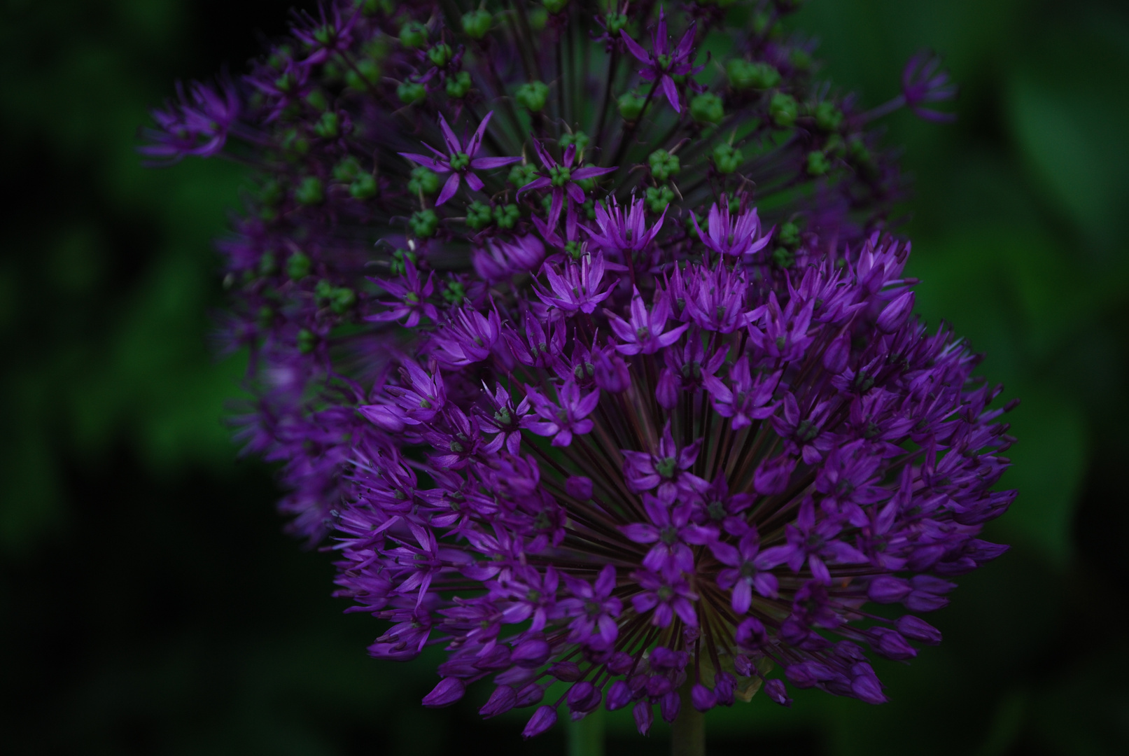 Allium Giganteum, deeply green