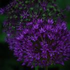 Allium Giganteum, deeply green