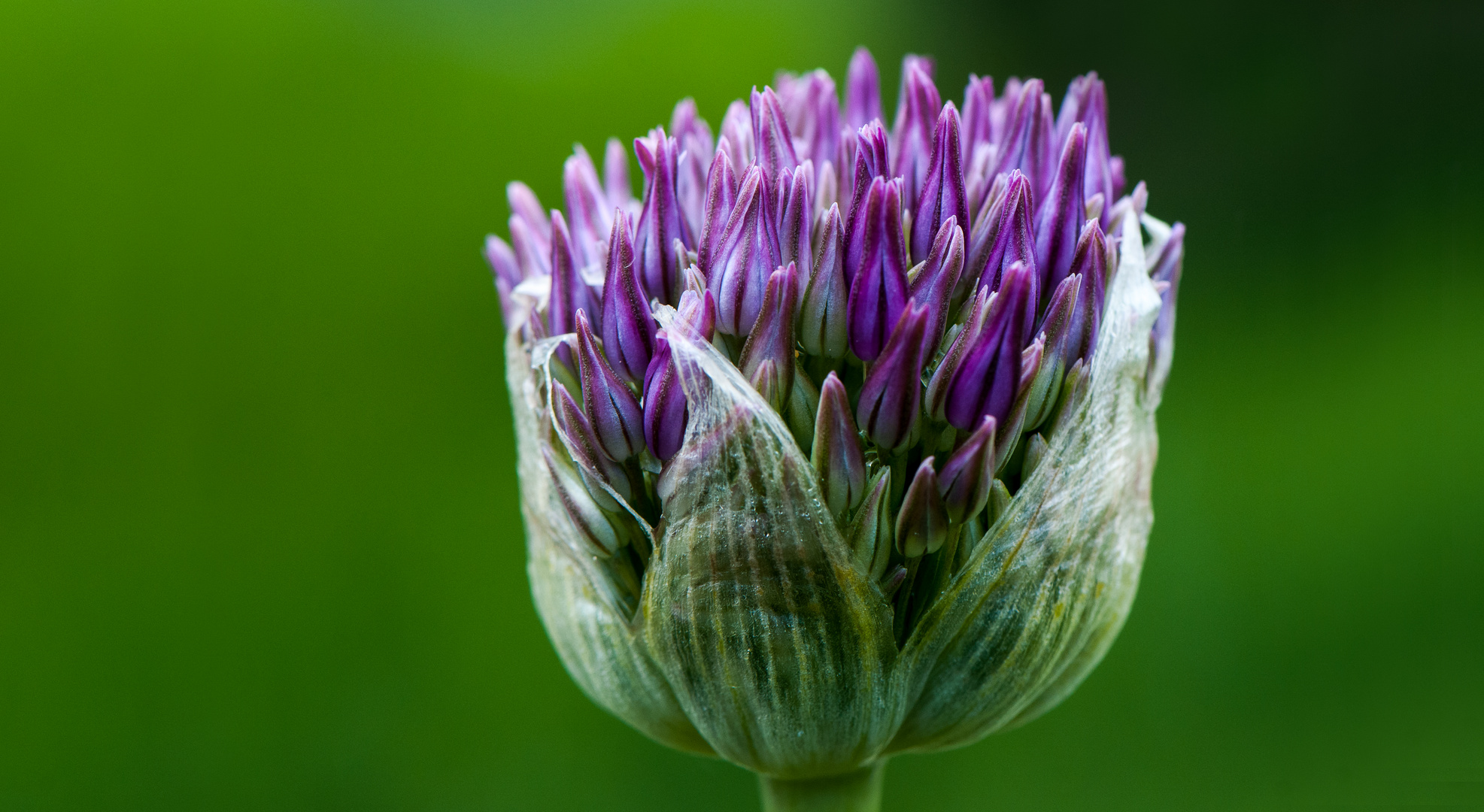 Allium giganteum (derzeit noch klein)