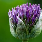 Allium giganteum (derzeit noch klein)