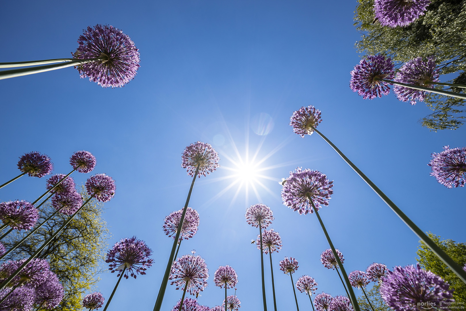 Allium giganteum