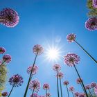 Allium giganteum